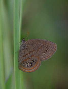 Georgia Satyr